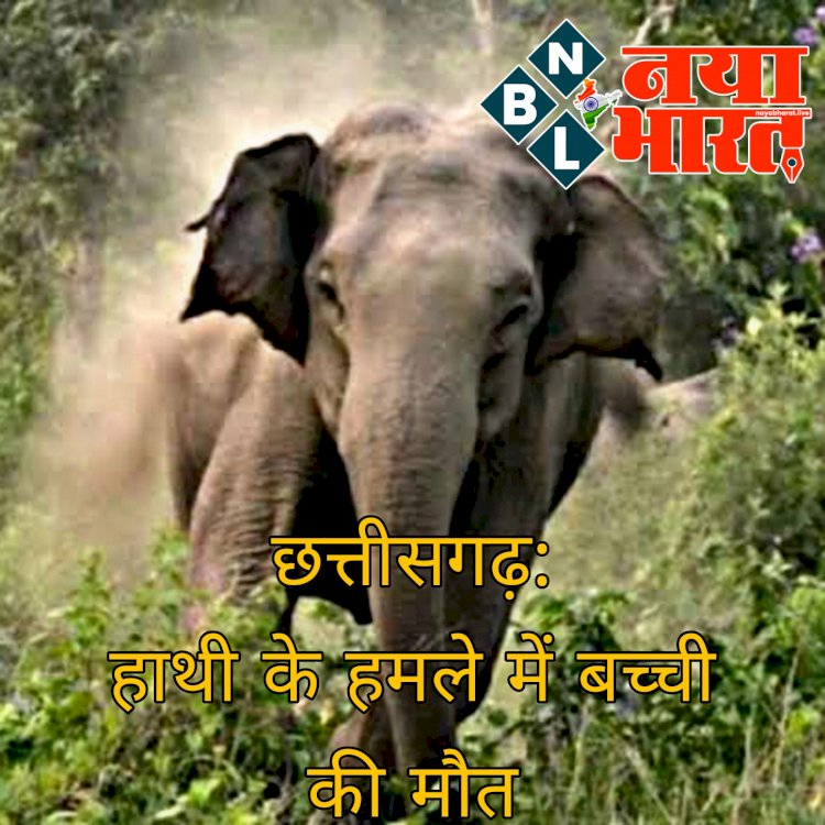 CG- हाथी के हमले में बच्ची की मौत: जंगल में महुआ के फूल लेने गई थी बच्ची.... जंगली हाथी ने कुचलकर मार डाला.... वन विभाग के अफसर बोले ये.....