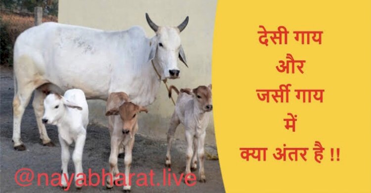 Cow and Business: देसी गाय अच्छी या जर्सी? देसी और जर्सी गाय के दूध में अंतर ? पढ़िए पूरी जानकारी एक क्लिक में…..