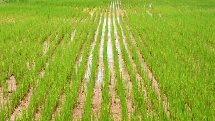 Dhamtari CG: धान की दोनों फसल लेकर जमींन की उर्वरक शक्ति कम हो गई है इसलिए फसल चक्र है जरूरी.