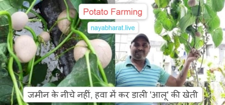 Potato Farming: इंजीनियर हवा में उगा रहे आलू.... जमीन के नीचे नहीं.... हवा में कर डाली 'आलू' की खेती.... इस शख्स ने कर दिया कमाल.... जान रह जाएंगे हैरान.....