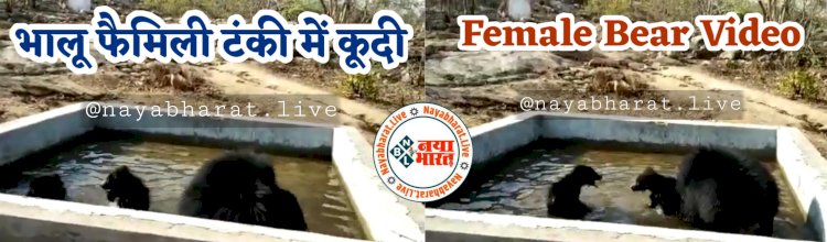 CG- मादा भालू और दो शावक टंकी में कूदे VIDEO: भीषण गर्मी में काफी देर तक पानी में भालू फैमिली की मस्ती.... लगी भीड़… फिर जो हुआ.... देखें अनोखा दृश्य VIDEO में......