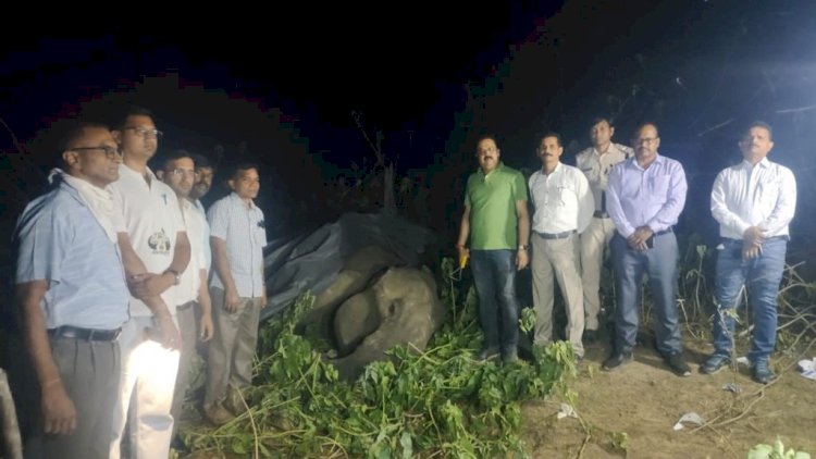CG में मादा हाथी की मौत - 5 लोगों को मौत के घाट उतारने वाला हाथी मिला मृत अवस्था में...वन विभाग पर उठे सवाल....