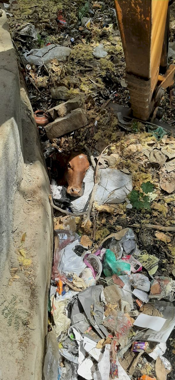 गौभक्त लखवानी ने नाले में उतर कर गौवंश की जान बचाई
