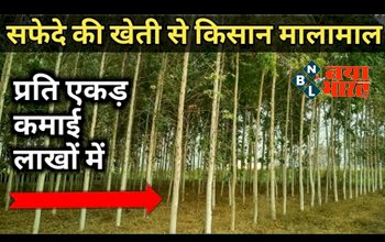 Safeda Farming : सफेदे की खेती से किसान मालामाल ! सिर्फ 30 हजार रुपये लगाएं और प्रति एकड़ 70 लाख तक का प्रॉफिट पाये….