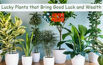 Lucky Plants: इन पौधों को घर में लगाने से धन-पैसा-संपत्ति और बिजनेस में होगा लाभ, जाने कैसे?