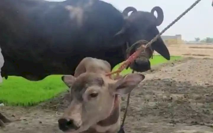 बलिया यू.पी: में एक भैंस ने गाय के बच्चे (बछड़े) को जन्म दिया है. इसका वीडियो सोशल मीडिया पर वायरल हो रहा है. यहां जानें क्या कहते हैं डॉक्टर?