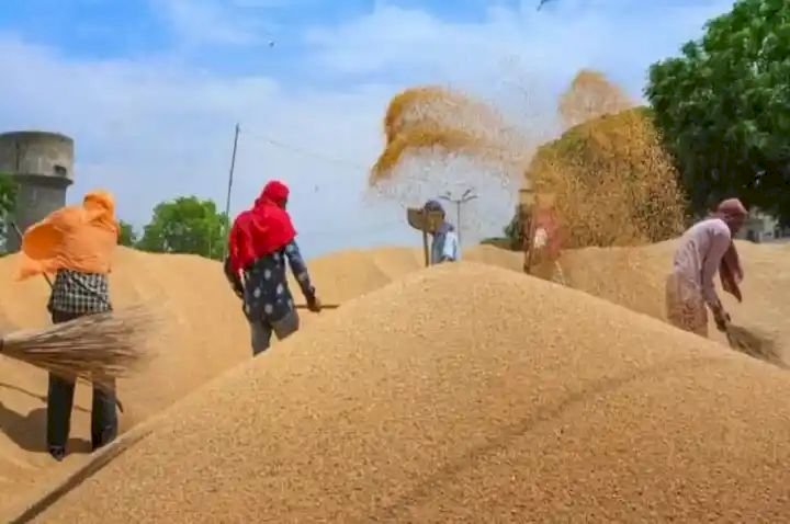 भारत सरकार ने गेहूं के निर्यात पर लगाए गए बैन में कुछ ढील देने की घोषणा की है, क्योकी यूरोपिय देशों में मच गया था हाय तौबा.
