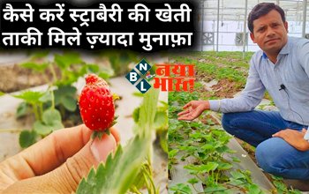 Strawberry Cultivation: जानें कब और कैसे करें स्ट्रॉबेरी की फसल, सिर्फ 40 दिनों में देगी तगड़ा मुनाफा.