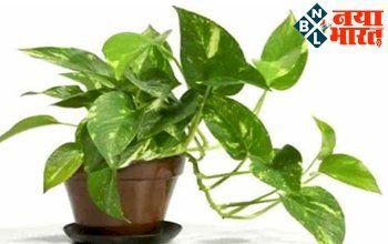 Money Plant Tricks: मनी प्लांट का ये उपाय है बेहद चमत्कारी, करते ही दिखता है असर, धन से भर जाती है तिजोरी.