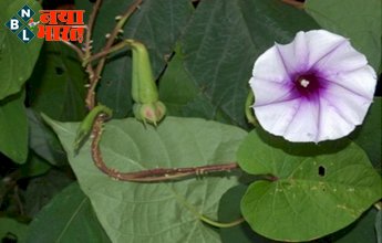 Lucky Plants: धन-पैसा-संपत्ति पाने के लिए घर में लगाएं ये पौधें, रातोंरात च चमक उठेगी किस्मत!