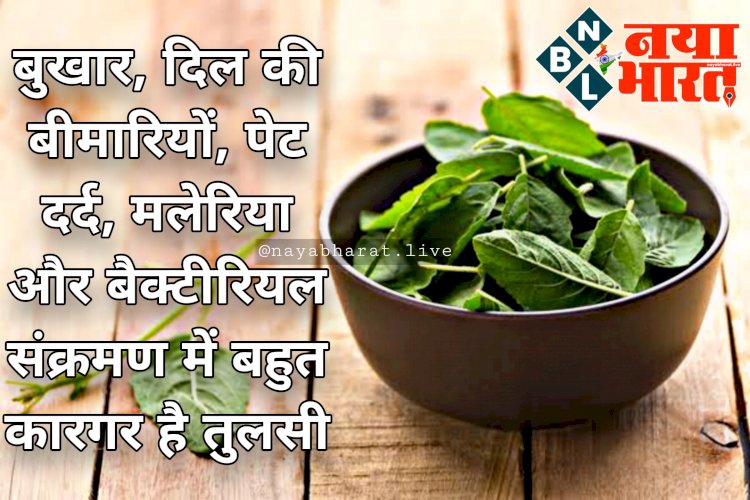 Queen of Herbs, Basil: बुखार, दिल की बीमारियों, पेट दर्द, मलेरिया और बैक्टीरियल संक्रमण में बहुत कारगर है तुलसी.... इम्युनिटी को करता है मजबूत.... पढ़िए फायदे.....
