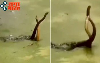 Snake Love: पानी में रोमांस करते सांप, फन उठाए एक-दूसरे से लिपटे नजर आए नाग-नागिन, Video हुआ Viral...