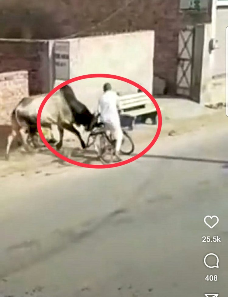 रोंगटे खड़े कर देने वाला VIDEO: गुस्साए सांड ने बुजुर्ग को उठाकर पटका.... मची चीख पुकार.... फिर जो हुआ.... CCTV में क़ैद हुई घटना… वीडियो देखकर दहल जाएगा आपका दिल…देखें VIDEO.....