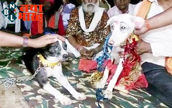 dog and bitch marriage: कुते और कुतिया की शादी में पहुंचे 100 बाराती, गाजे-बाजे के साथ धूमधाम से हुई शादी...