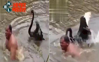 Trending swan video : तालाब में नहा रहे व्यक्ति को हंस ने किया बेहाल, हंस को तालाब में नहलाना पड़ा भारी, शक्ति कपूर ने शेयर किया ये मजेदार वीडियो...