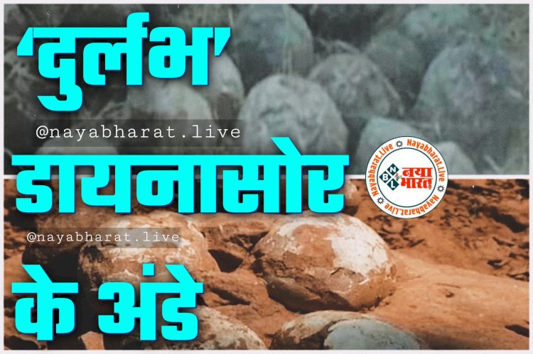 ‘दुर्लभ’ डायनासोर के अंडे: डायनासोर का अजीबोगरीब अंडा.... डायनासोर के अंडे के अंदर मिला अंडा.... शोधकर्ता भी हैरान.... इतिहास में पहली बार हुई दुर्लभ खोज.....