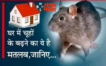 Rats In Home: घर में अचानक चूहों के बढ़ने से होता है ये अनर्थ! जानिए डिटेल...