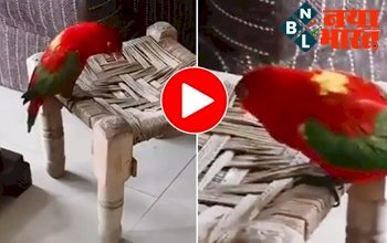 Talking parrot : तोते ने अपने मजेदार आवाज में कहा- 'मम्मी', इंटरनेट में खूब छाया ये विडियो...