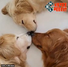 Viral Video: इन कुत्तों के सोने का तरीका है बिलकुल अलग, देखें- ये अंदाज...किस कर रहे हो या एक दूसरे को सूंघ रहे हो?
