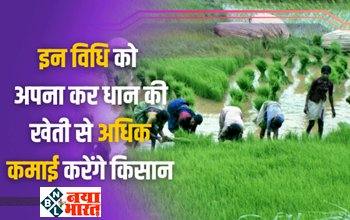 Paddy Farming: धान की खेती में अधिक कमाई करने किसान, इन विधि को अपना कर कर सकते है अच्छी खासी मोटी कमाई...
