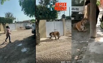 Trending: दिनदहाड़े दिखा ये खतरनाक जानवर ! बीच सड़क पर घूमता देख लोगो के छुट गये पसीने...