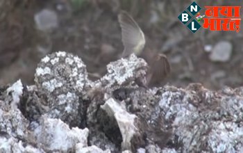 Snake Video Viral : बाज को दबोचने, सांप ने बिछाया ऐसा जाल कि जिसने देखा उसके उड़े होश...