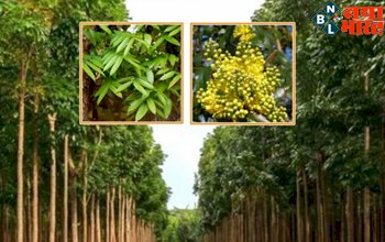 Mahogany Tree Farming: महोगनी के पौधे की खेती कर बने करोड़पति, बेहद कीमती इस पौधे के उत्पाद, जानिए क्यों है इतनी मांग...
