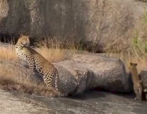 CG- Leopard Video: स्कूल के पास पहाड़ी में मादा तेंदुआ व उसके तीन शावक मांद बनाकर बैठे बच्चों व पलकों में दहशत का माहौल... ग्रामीणों को सचेत रहने के निर्देश... देखें फ़ोटो और वीडियो.....