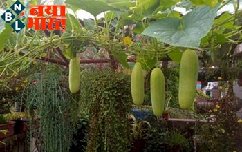 Organic Farming: आखिर कैसे बिना मिट्टी के घर की छत पर सब्जियां उगाती हैं यह महिला...जाने हैरान करने वाली पूरी जानकारी...
