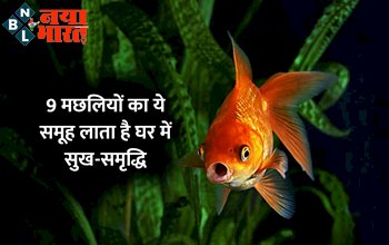 Fish Aquarium at home: 9 मछलियो का ये समूह लाता है घर में सुख-समृद्धि और बढाती है बेशुमार लोकप्रियता! जाने पूरी डिटेल...