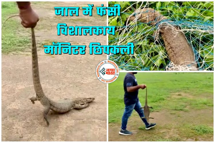 CG- जाल में फंसी विशालकाय मॉनिटर छिपकली VIDEO: गुस्से में काटने की कोशिश... देखकर उड़े बच्चों के होश... रेस्क्यू के बाद लगाई लंबी दौड़… फिर जो हुआ... देखें वीडियो.....