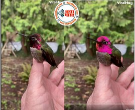 Viral Video: यह चिड़िया गिरगिट की तरह ही हर सेकंड में बदलती है अपना रंग, देखें यह वीडियो...