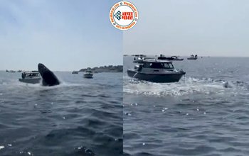 Viral Video: समुद्री सैर पर निकले थे लोग तभी विशालकाय व्हेल ने लगा दी छलांग, फिर जो हुआ देखने लायक है- देखें वीडियो...