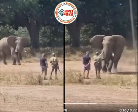 Viral Videos: आग बबुला हाथी को शख्स ने इस तरह किया काबू, उधर छिपकली का चला गजब का डांस; देखें ऐसे 10 वायरल वीडियोज...