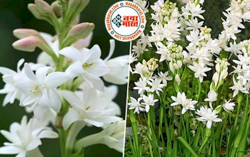 Vastu Plant: वास्तु अनुसार इन पौधों को लगाए घर की इस दिशा में, होगी धन वर्षा! सुख-चैन से कटेगा जीवन...