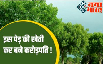 Business Ideas : इस पेड़ की खेती कर बने करोड़पति ! सिर्फ एक बार शुरू करें खेती, 70 साल तक होगी बम्पर कमाई...