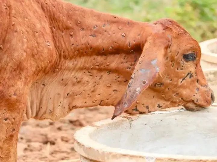 लंपी स्किन वायरस नये रूप में दस्तक दे दिया है भारत में,लेकिन इंसानो के लिए नहीं बल्कि पशुओ के लिए है ख़तरनाक, जानिए इसके लक्षण और कारण.