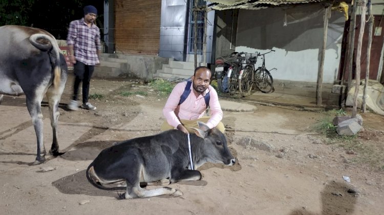 शाश्वत महासभा द्वारा नेशनल हाइवे NH30 अमगुड़ा चौक से लेकर आसन नाक तक के गौ वंशो को दुर्घटना ग्रस्त होने से बचाने हेतु रेडियम बेल्ट पहनाने का प्रयास किया गया