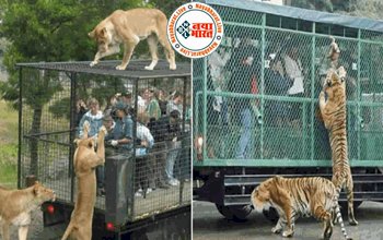 जाने कौन सा अनोखा चिड़ियाघर जहां पिंजरे में कैद रहते हैं इंसान और खुले में घूमते हैं जानवर ?