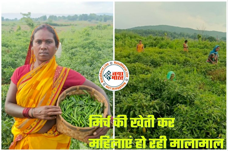 CG Chilli Crops: मिर्च की खेती कर महिलाएं हो रही मालामाल... तीखी मिर्च से महिलाएं बन रहीं लखपति... कम लागत लगाकर मिल रहा 12 गुना तक मुनाफा....