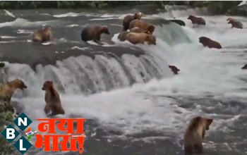 Viral Video: लहरों से उछलकर सीधा भालू के मुंह में पहुंच गई मछली, शिकार के इंतज़ार से खड़े थे Bear..देखें ये शानदार वायरल वीडियो...