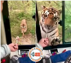 Viral Video: बाघ को खाना खिलाने के लिए शख्स ने खोल दी बस की खिड़की, आगे जो हुआ उसे देख कांप जाएगी रूह, देखें वीडियो...