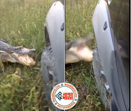 Video: 'पानी के दैत्य' से पंगा लेना कार वाले शख्स को पड गया भारी, मगरमच्छ ने कर दिया ऐसा कबाड़ा, देखे विडियो...