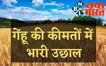 Wheat Price Hike: बड़ा झटका! गेहूं के भाव में उछाल टूटा रिकार्ड, बीते 15 दिनों में 600 रुपए प्रति क्विंटल महंगा हुआ गेहूं...