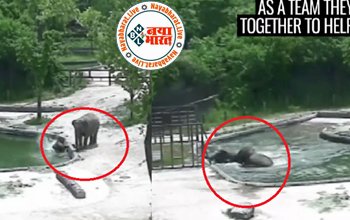Elephant Saved Her Child : पानी में डूब रहा था नन्हा हाथी, जिसे डूबते देख मां हथिनी ने ऐसे बचाई जान, देखे वायरल विडियो...