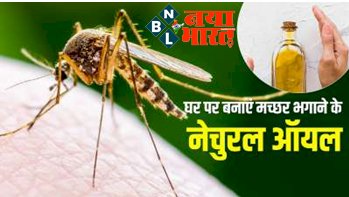 Mosquito Repellent Remedies : घर से सारे मच्छर भगाने के लिए ये 5 नैचुरल क्रीम हैं असदार, कम पैसों में होगा तैयार, जानें तरीका...