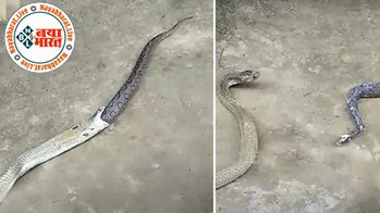 King Cobra : किंग कोबरा ने आखिर क्यों अपना निगला हुआ शिकार एक ही झटके में किया बाहर... देखे ये खतरनाक विडियो ...