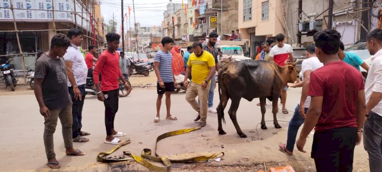 नाले में गिरी गौवंश को बजरंगीयो, हैप्पी कामधेनु गौशाला कि टीम ने ने बाहर निकाला