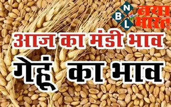 Wheat Price 2022 – देशभर की सभी मंडियों में गेहूँ का भाव जारी , जाने क्या है latest भाव ?