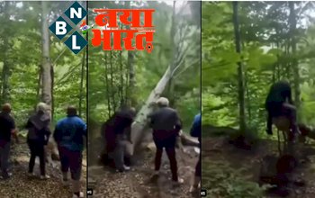 Trending Viral Video: कैसे प्रकृति एक पेड़ को काटने के लिए इंसान से बदला लेती है: देखें आनंद महिंद्रा की ये वायरल विडियो क्लिप...